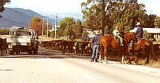 Cattle on road