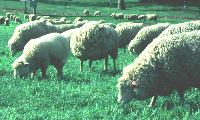 Sheep grazing